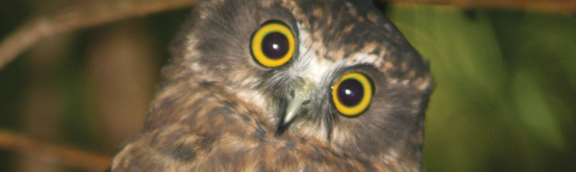 The boobook owl, Norfolk Island National Park