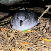 Herald petrel on Phillip Island. Credit: Nicholas Carlile, NSW Department of Planning and Environment
