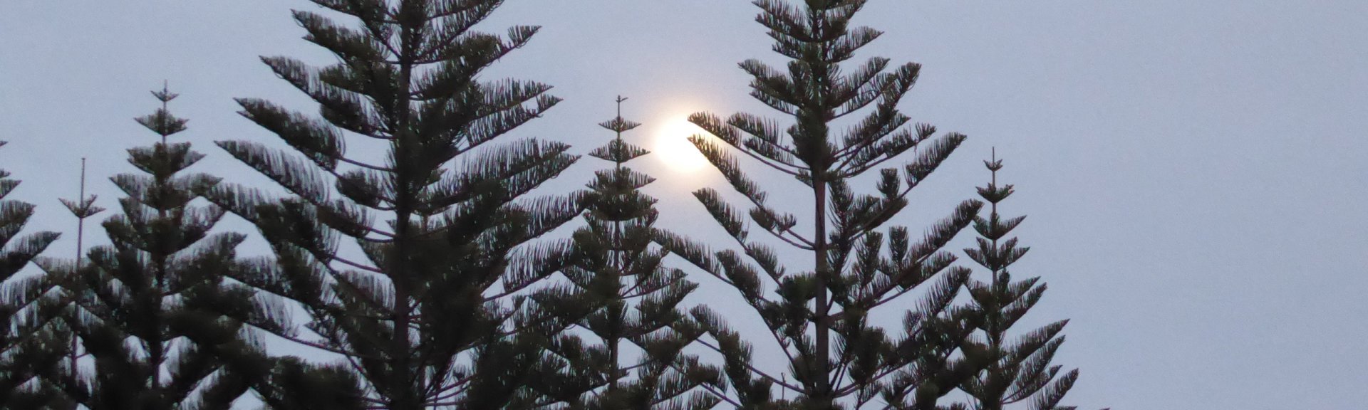 Norfolk Island Pines