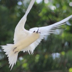 norfolk island bird watching tours