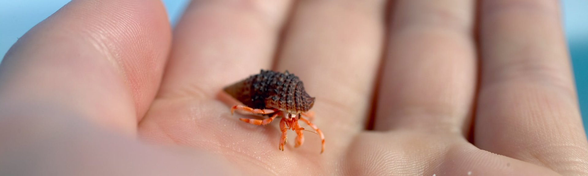Baby hermit crab, credit parks australia.