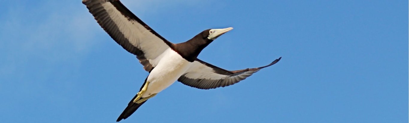 Brown booby, credit parks australia.