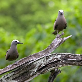 Common noddies. Photo: Parks Australia