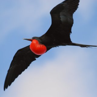 Frigatebird in flight. Photo: Parks Australia
