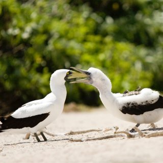 Masked booby and chick. Photo: Fusion Films