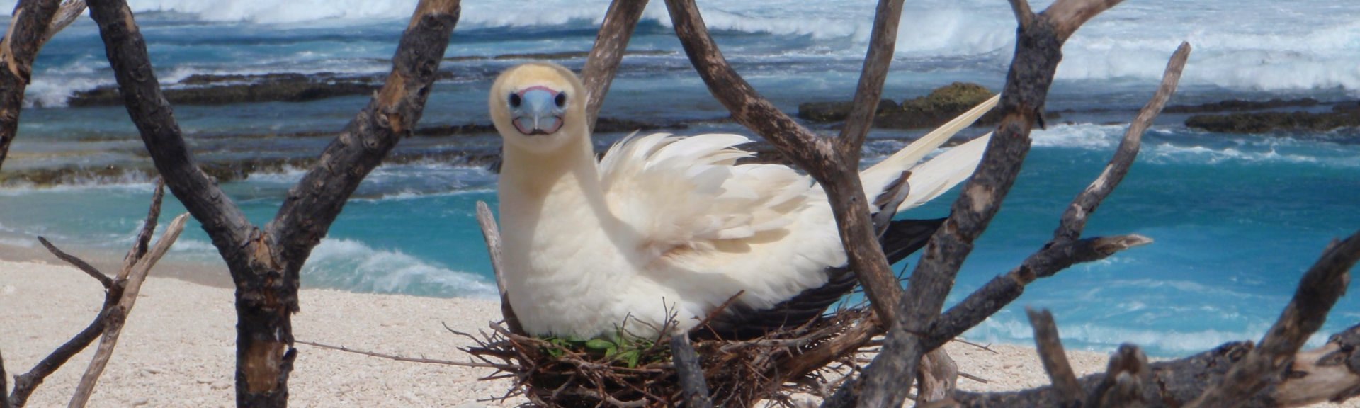 Red footed booby nest, credit parks australia.