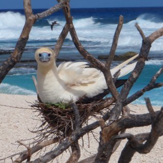 Red-footed booby in nest. Photo: Parks Australia