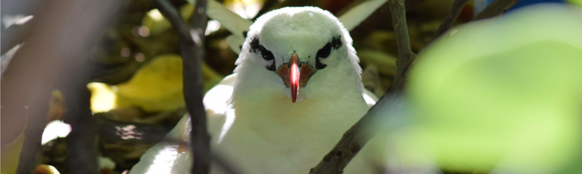 White tailed tropicbird, credit parks australia.
