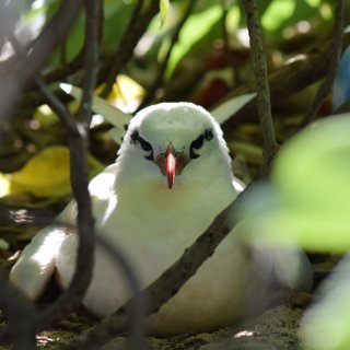 White-tailed tropicbird. Photo: Parks Australia