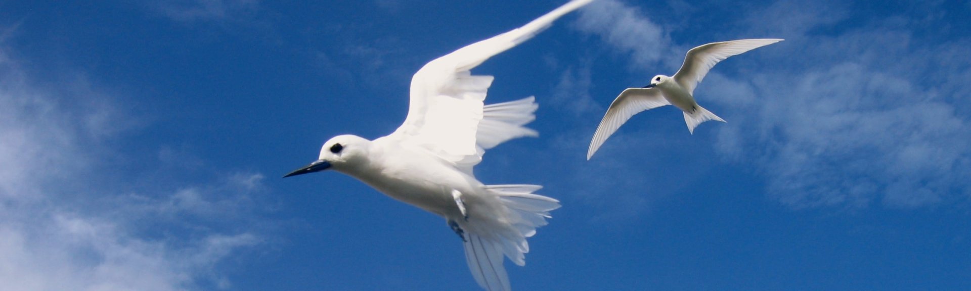White tern | Pulu Keeling National Park