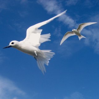 White terns in flight. Photo: Parks Australia