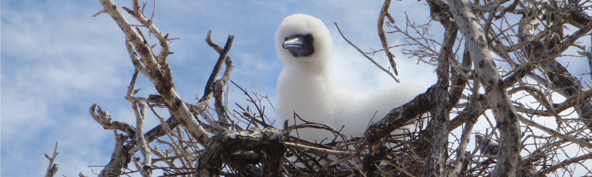 Red-footed booby chick. Photo: Parks Australia