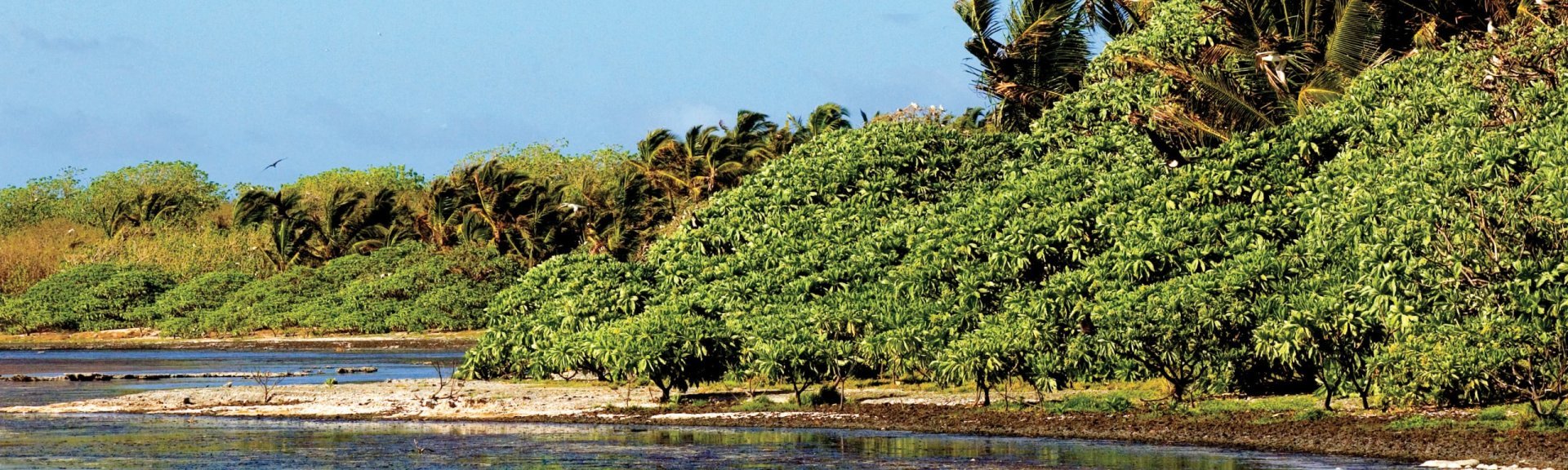 Octopus bush and coconut palms along the lagoon. Photo: Fusion films