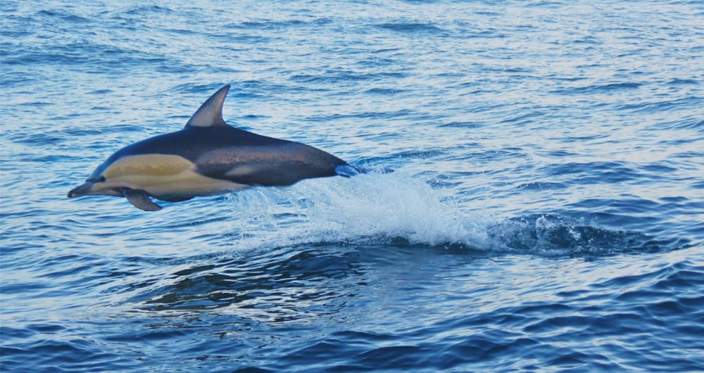 Common dolphin. Photo: Department of Climate Change, Energy, the Environment and Water