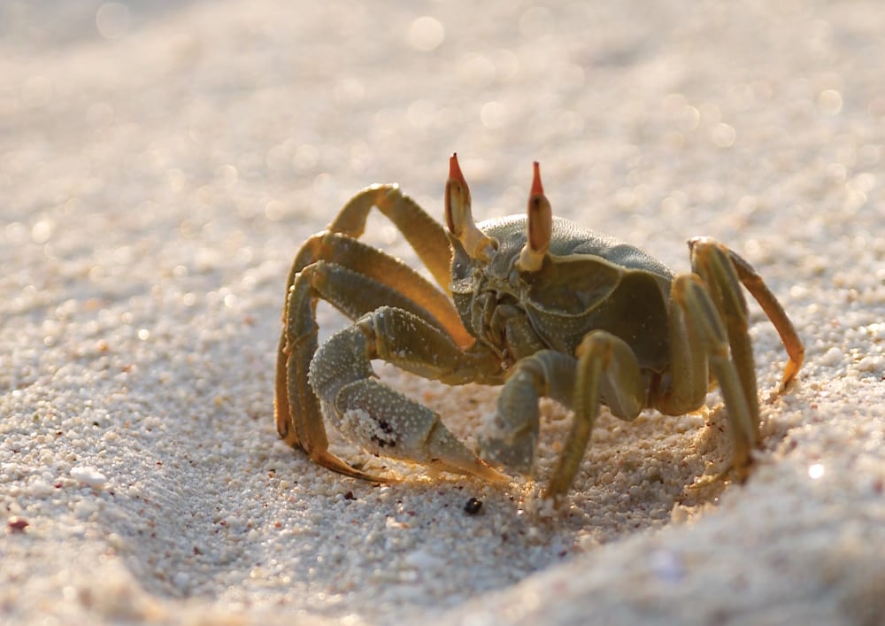 Horn-eyed ghost crab. Photo: Fusion Films