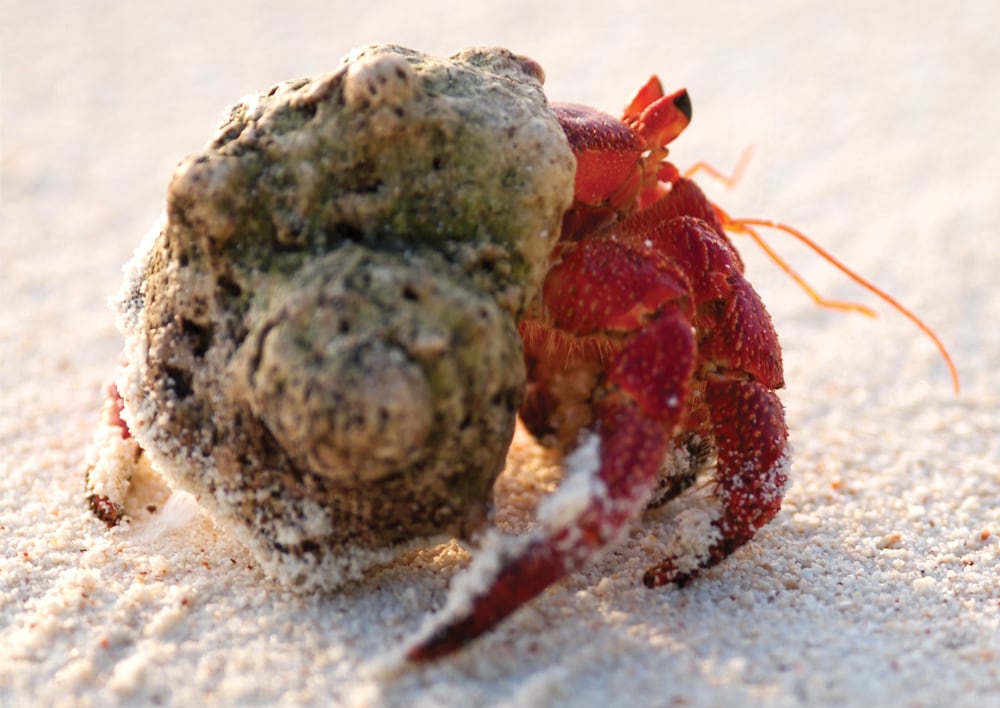 Red hermit crab. Photo: Fusion Films