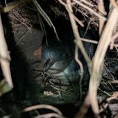 Little penguin in burrow