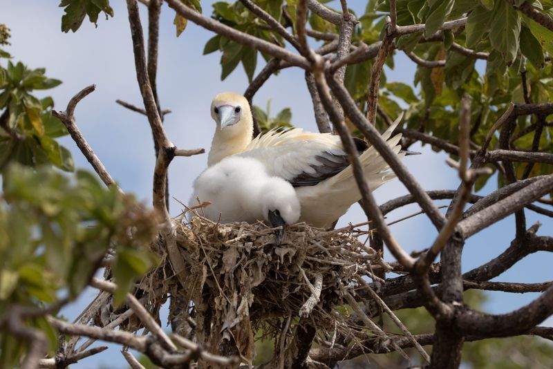 White seabirds on nest.