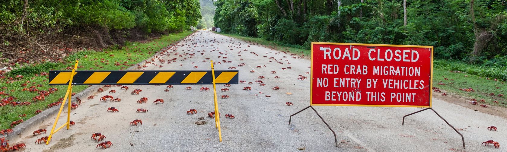 Visiting during the red crab migration requires a bit of extra planning. Photo: Wondrous World Images