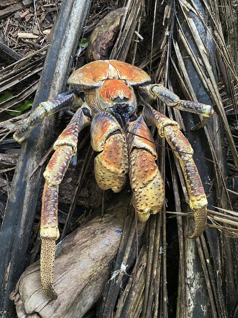 Robber crab on plant debris.