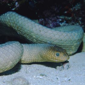 Olive seasnake.