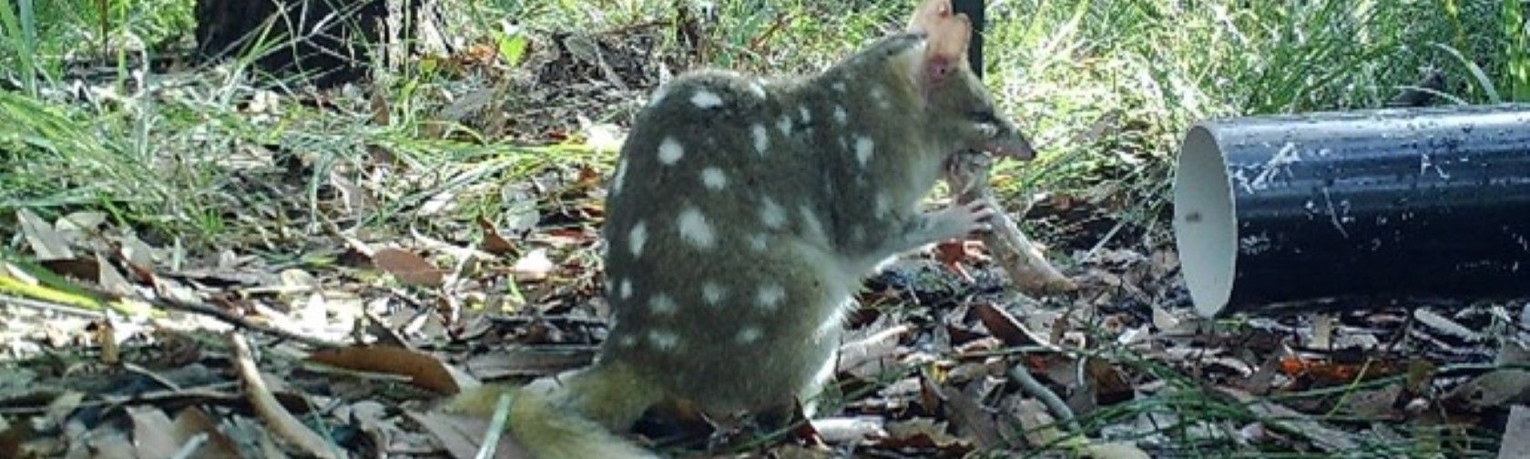 Quoll feeding