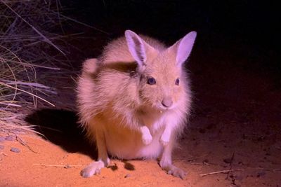 Mala (rufous hare-wallaby).