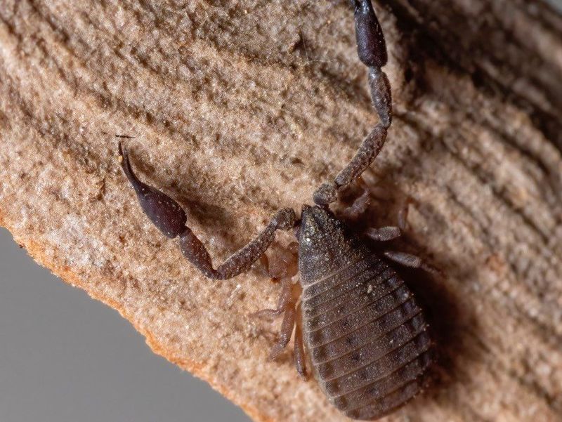 One of the new species pseudoscorpion- West Kimberley Bush Blitz- credit Bush Blitz.