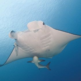 Manta ray