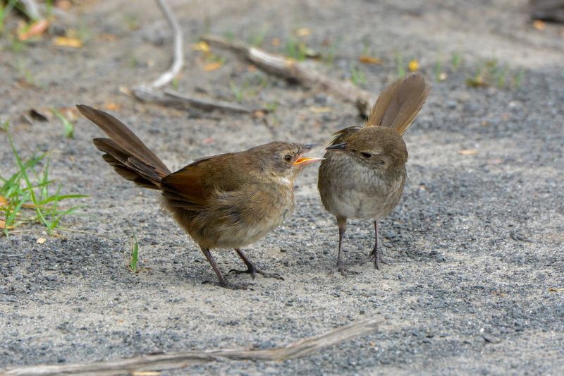 Eastern Bristlebird. Credit Chris Grounds.