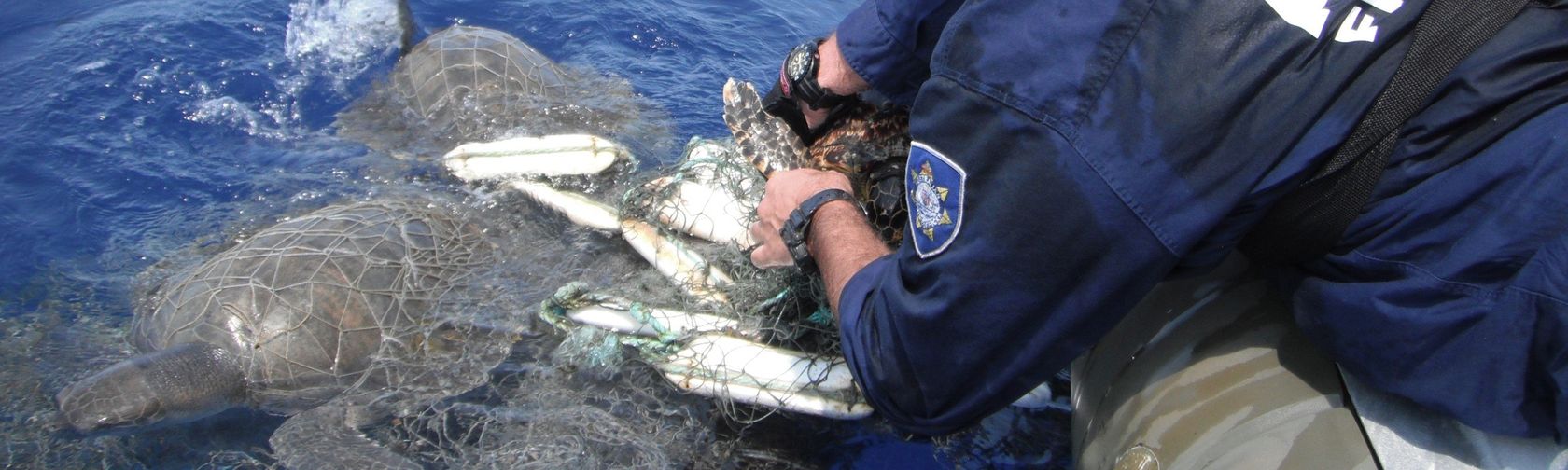 AFMA staff untangling turtle from ghost net. Credit: Australian Fisheries Management Authority