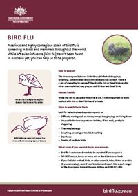 Bird flu