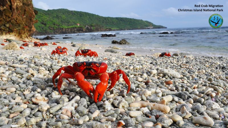 Look out - crabs on the move! Christmas Island’s iconic residents take over the island for weeks at a time during their migration| and again when the baby crabs spawn and crawl out of the water and into the big wide world..