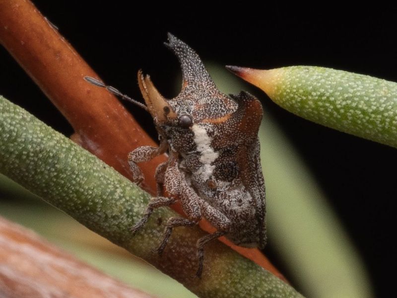 Tusked stink bug.