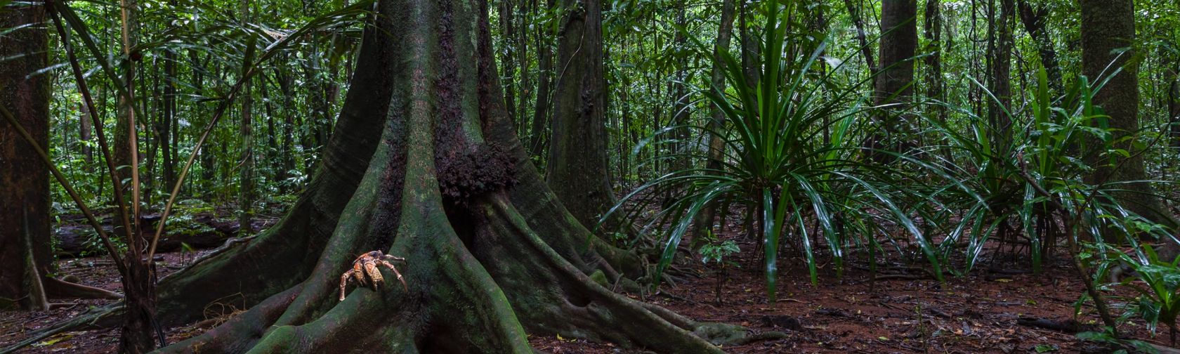 Robber crab in the rainforest. Photo: Wondrous World Images