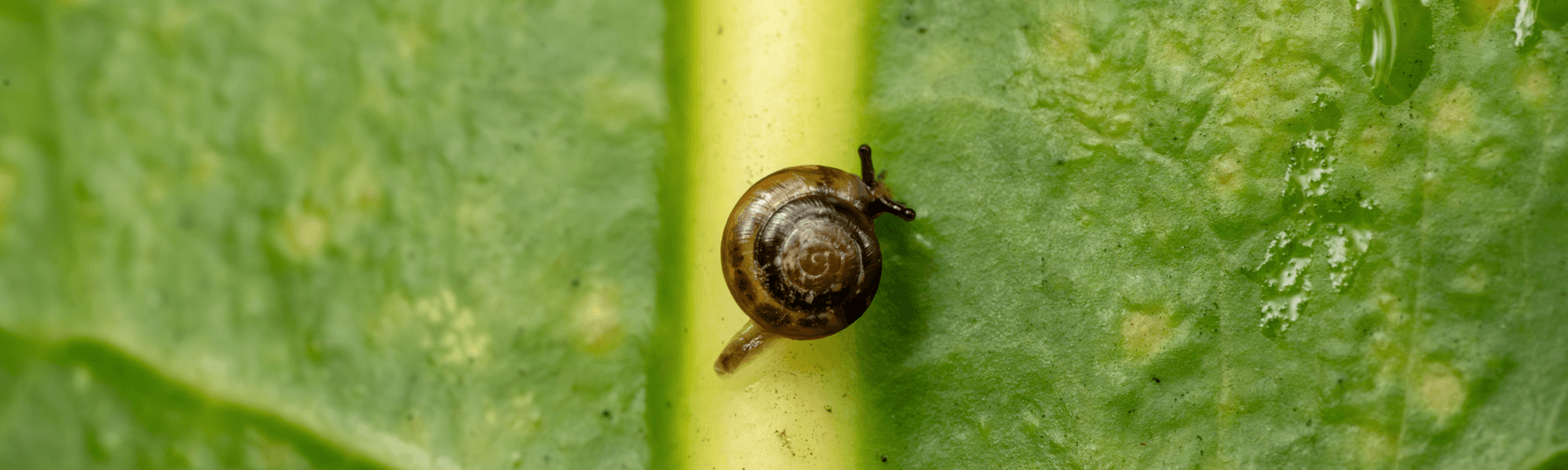 A baby Campbell’s keeled glass snail with a brown shell sitting on a huge green leaf