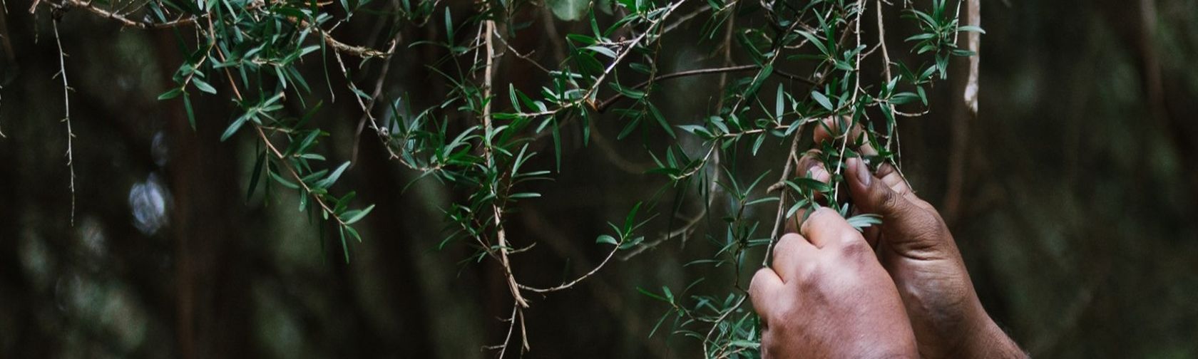 Have your say on Booderee’s draft management plan  