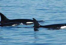 South-west Marine Parks Network