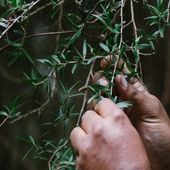 Have your say on Booderee management plan