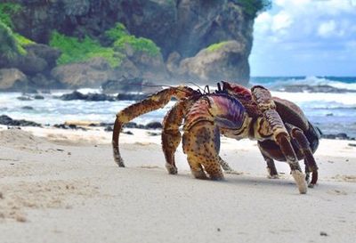 Robber crab on beach.