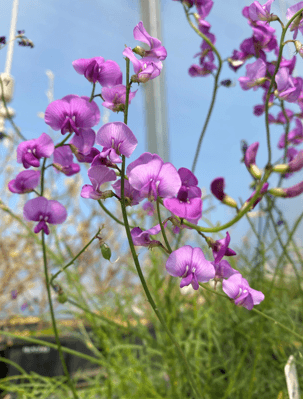The vibrant purple flowers of the endangered Small Purple Pea.