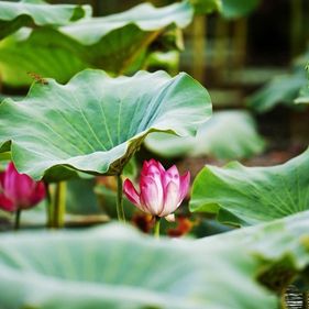 Waterlily. Photo: Northern Pictures