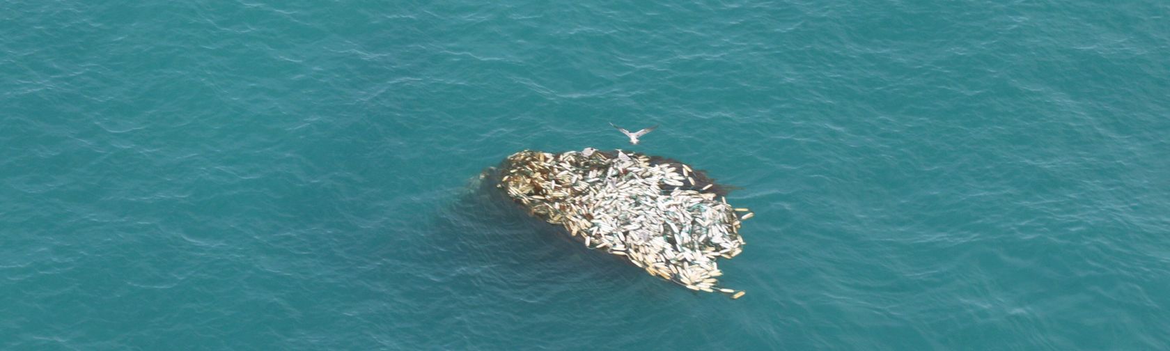 Ghost net floating in the ocean. Credit: Australian Fisheries Management Authority