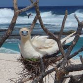Red footed booby nesting