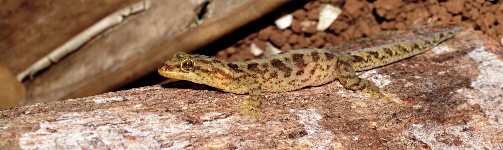 Listers gecko. Credit: Parks Australia