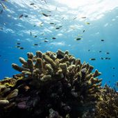 Nature Positive Australian Marine Parks