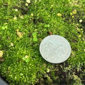 Mountain procris seedlings