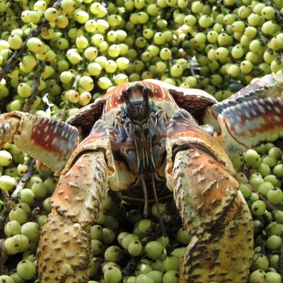 Robber crab eating.