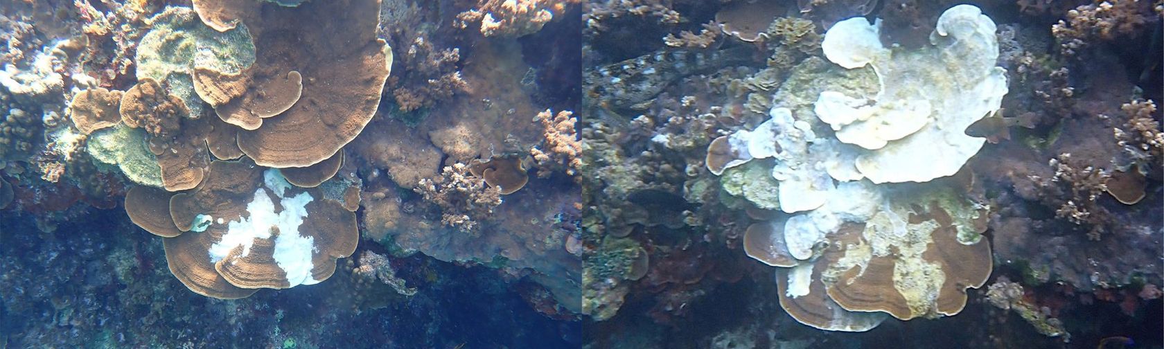 Plate coral in Emily Bay exhibiting signs of white syndrome on 9 May 2021 & 15 July 2021 respectively. Credit: norfolkislandreef.com.au