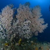 Black coral. Photo James Parkinson